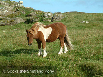 Socks the Shetland Pony - Foal