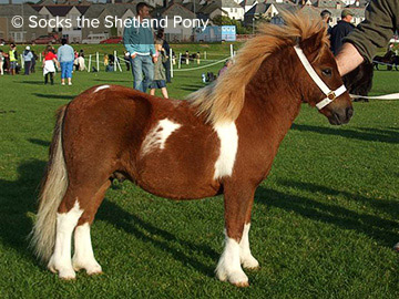 Socks the Shetland Pony - Yearling