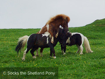 Socks the Shetland Pony - 2 Year Old