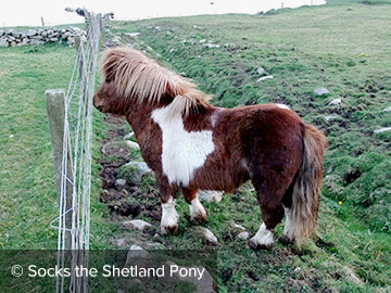 Socks the Shetland Pony - 3 Year Old