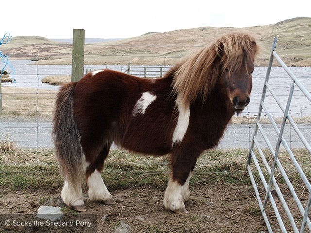 Socks the Shetland Pony - Lights, Camera, Action