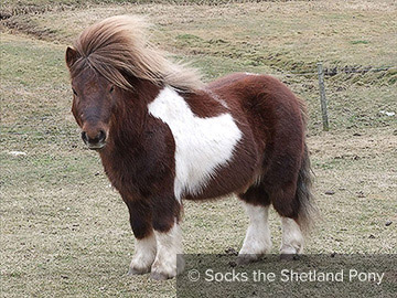 Socks the Shetland Pony - Lights, Camera, Action