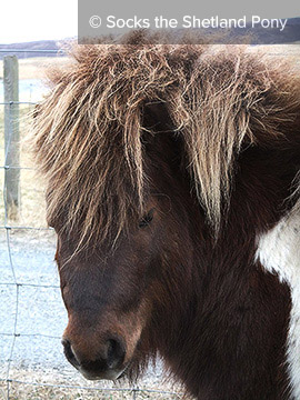 Socks the Shetland Pony - Preview